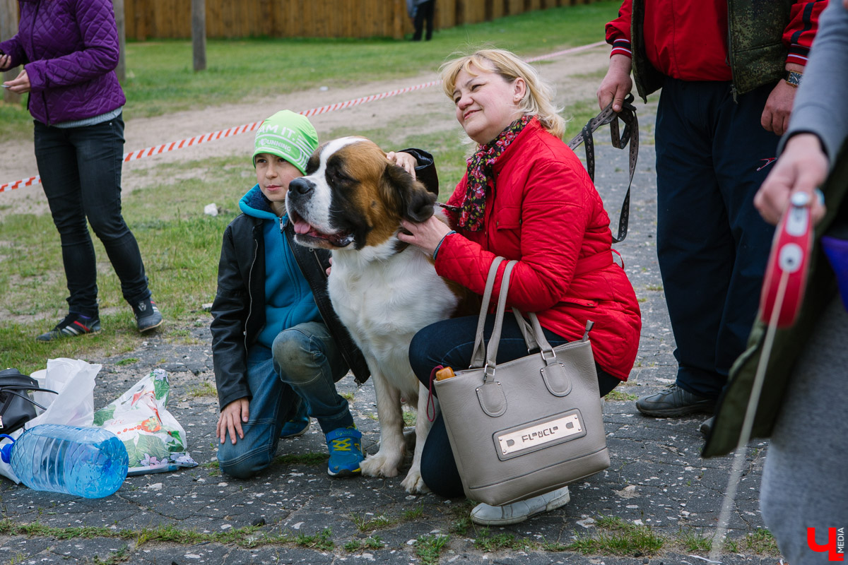 Собачьи нежности во Владимире: самые любвеобильные участники «Собаки-обнимаки»