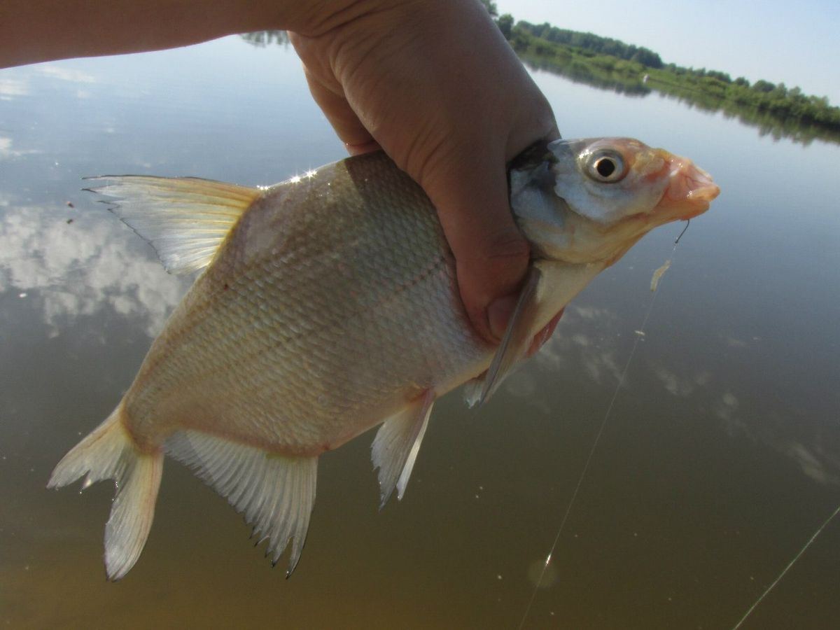 Владимирский блогер-рыболов о рыбных местах и этике лова
