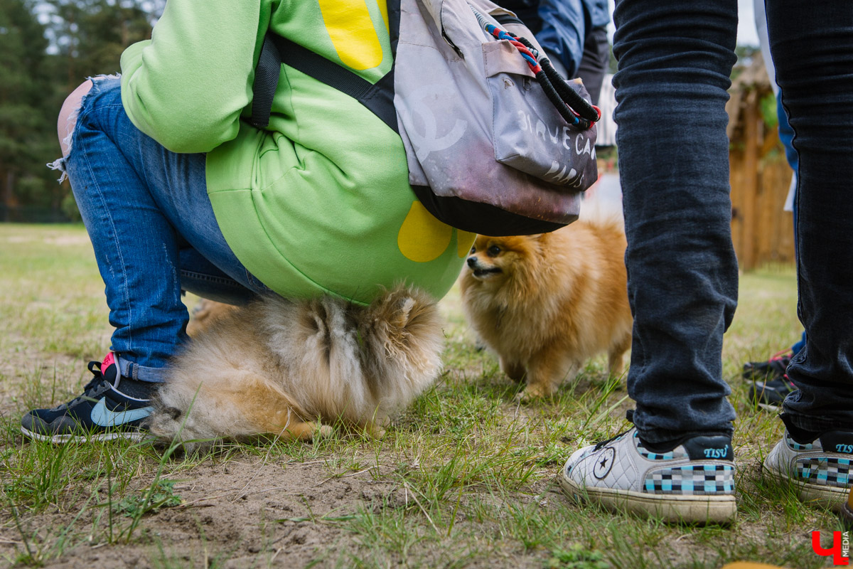 Собачьи нежности во Владимире: самые любвеобильные участники «Собаки-обнимаки»