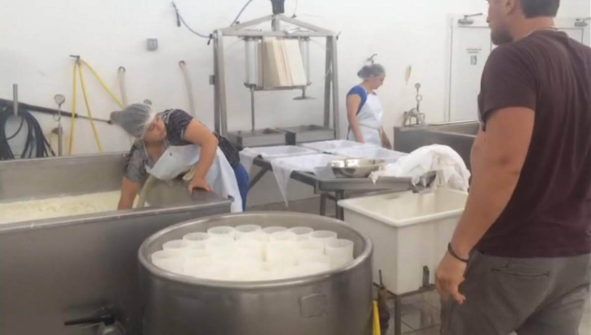 Производство кипрского сыра во Владимире