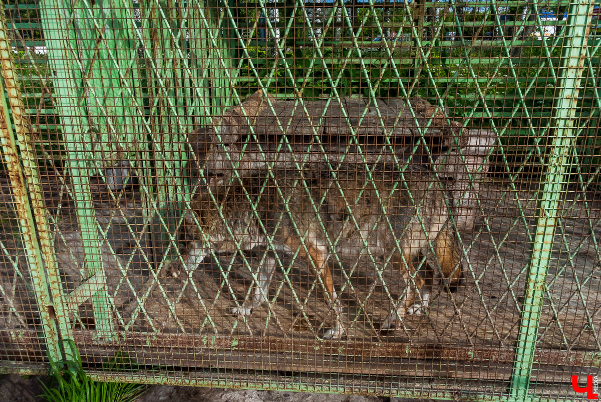 По доброй воле: Как по Доброму экскурсию водили