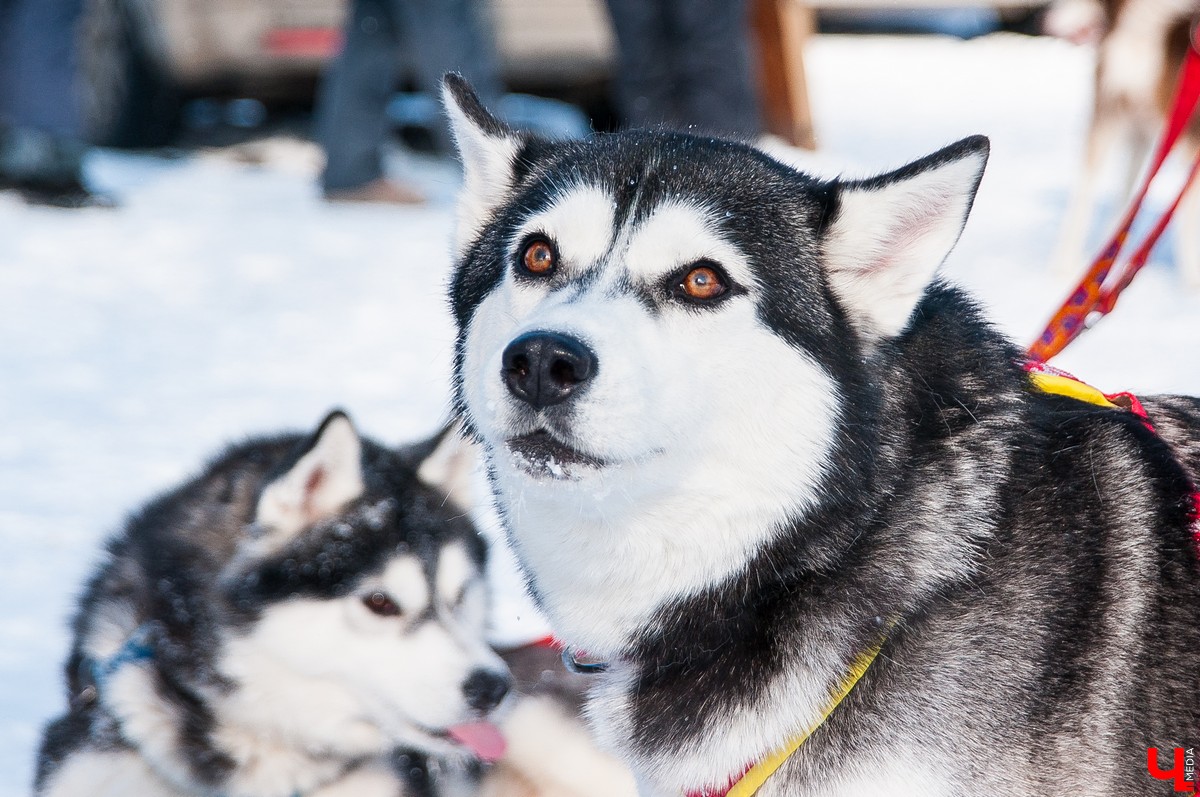 «Суздальский луг» 2018