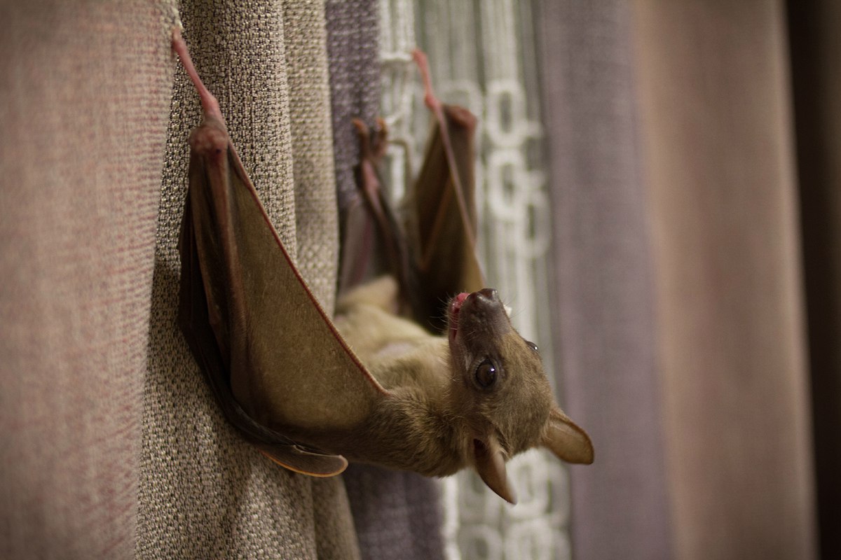 Нильский крылан