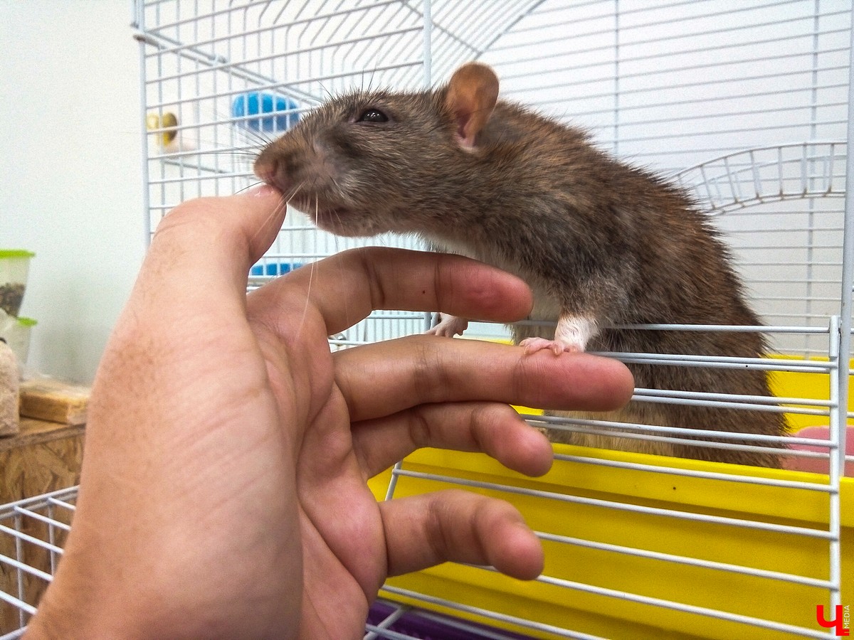 Во Владимире в Патриаршем саду появился живой уголок, где обитают разные экзотические животные. Оказывается, у многих из них необычная судьба, сложный жизненный путь и своеобразный характер