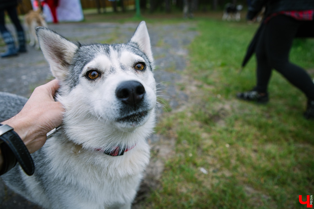 Собачьи нежности во Владимире: самые любвеобильные участники «Собаки-обнимаки»