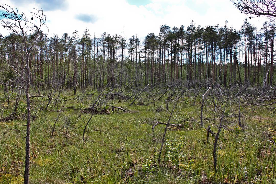 Странная поляна