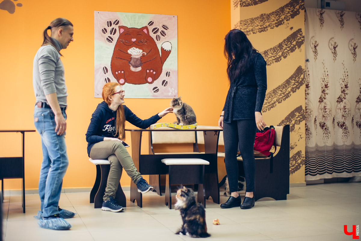 Котокафе «Котангенс» во Владимире