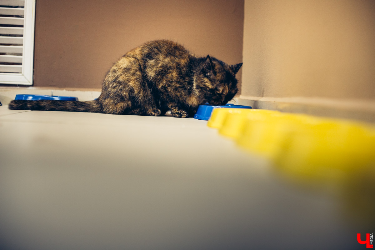 Котокафе «Котангенс» во Владимире