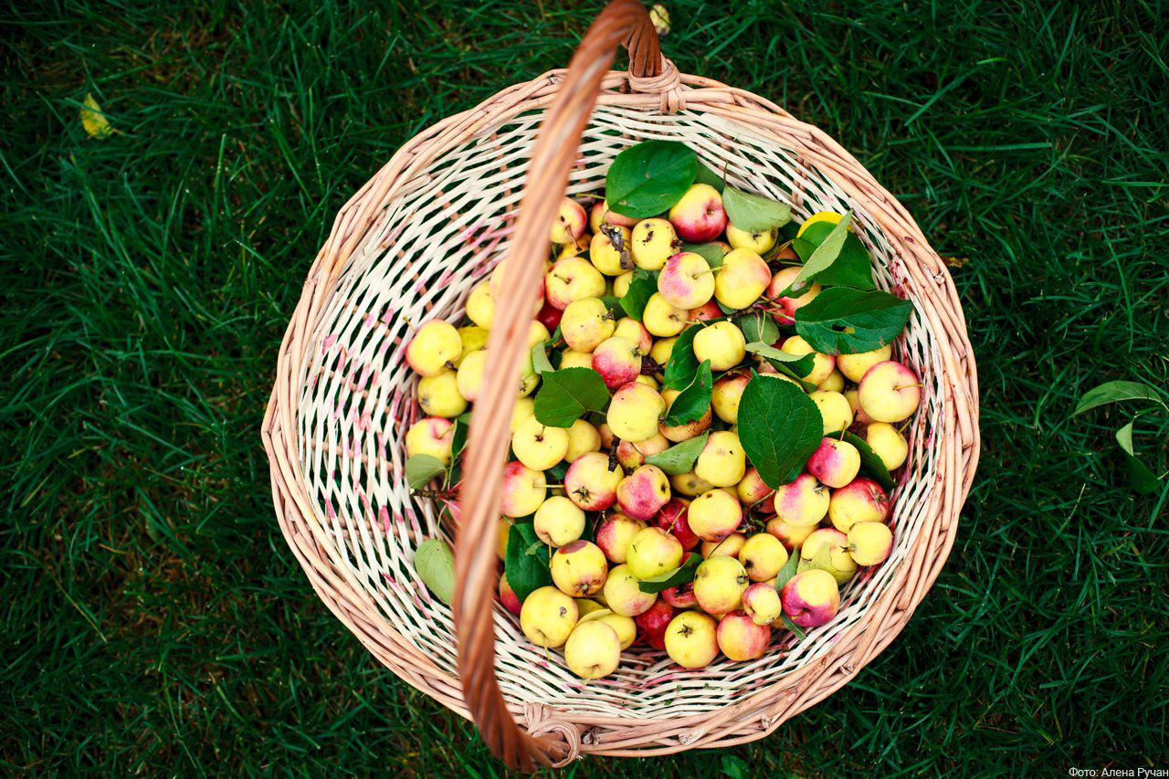 Яблоки в городе! Яблоки в городе!