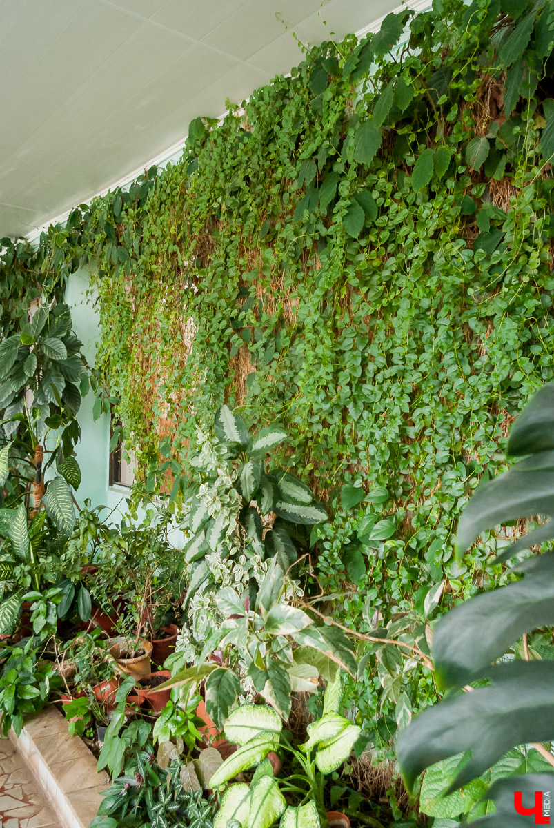 Зимний сад во Владимире