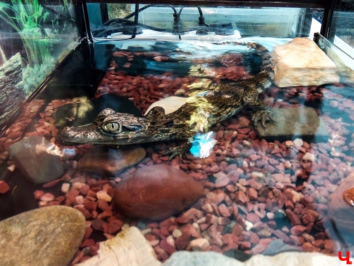 Во Владимире в Патриаршем саду появился живой уголок, где обитают разные экзотические животные. Оказывается, у многих из них необычная судьба, сложный жизненный путь и своеобразный характер