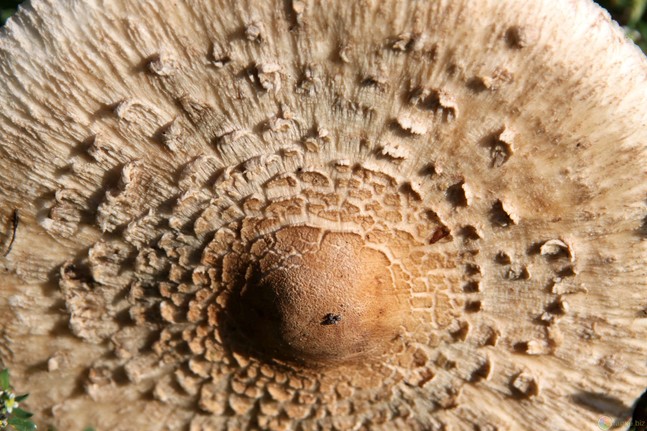 Гриб-зонтик