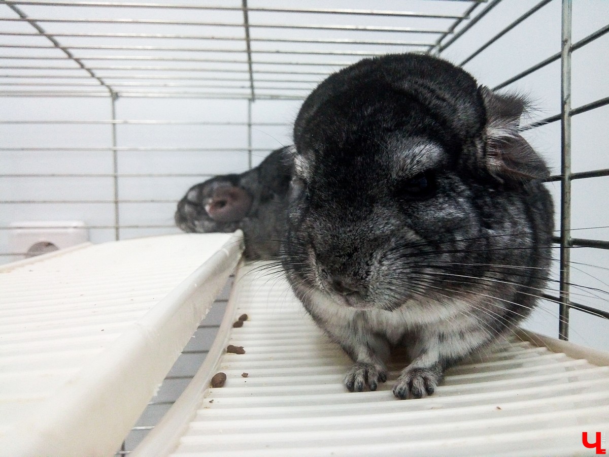 Во Владимире в Патриаршем саду появился живой уголок, где обитают разные экзотические животные. Оказывается, у многих из них необычная судьба, сложный жизненный путь и своеобразный характер