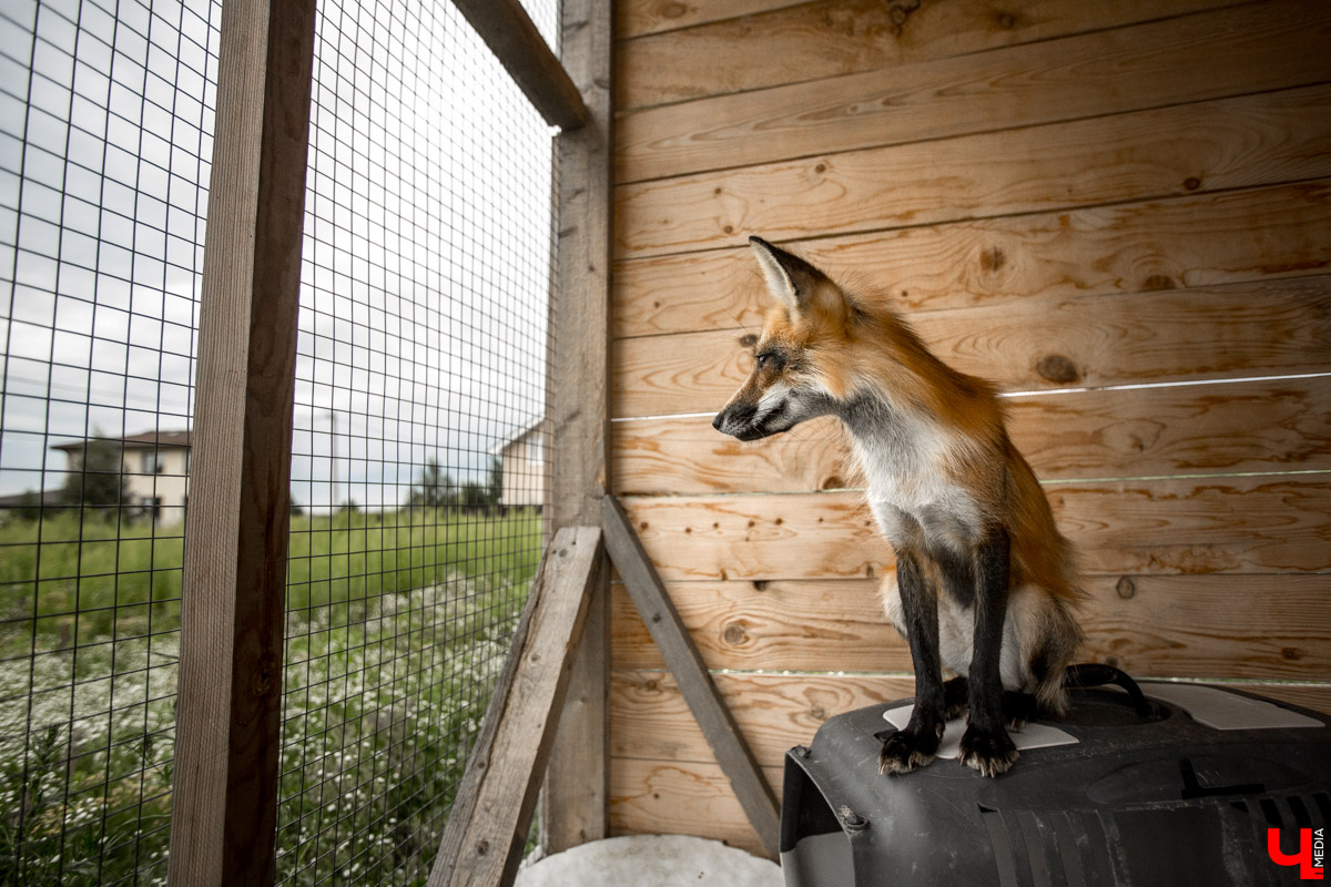 Под Владимиром в обычном доме живут 5 лис. Корреспондент “Ключ-Медиа” узнал: каково это - содержать диких зверей? Интервью с руководительницей единственного в России официального центра развития декоративного лисоводства