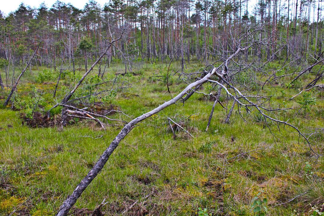 Странная поляна