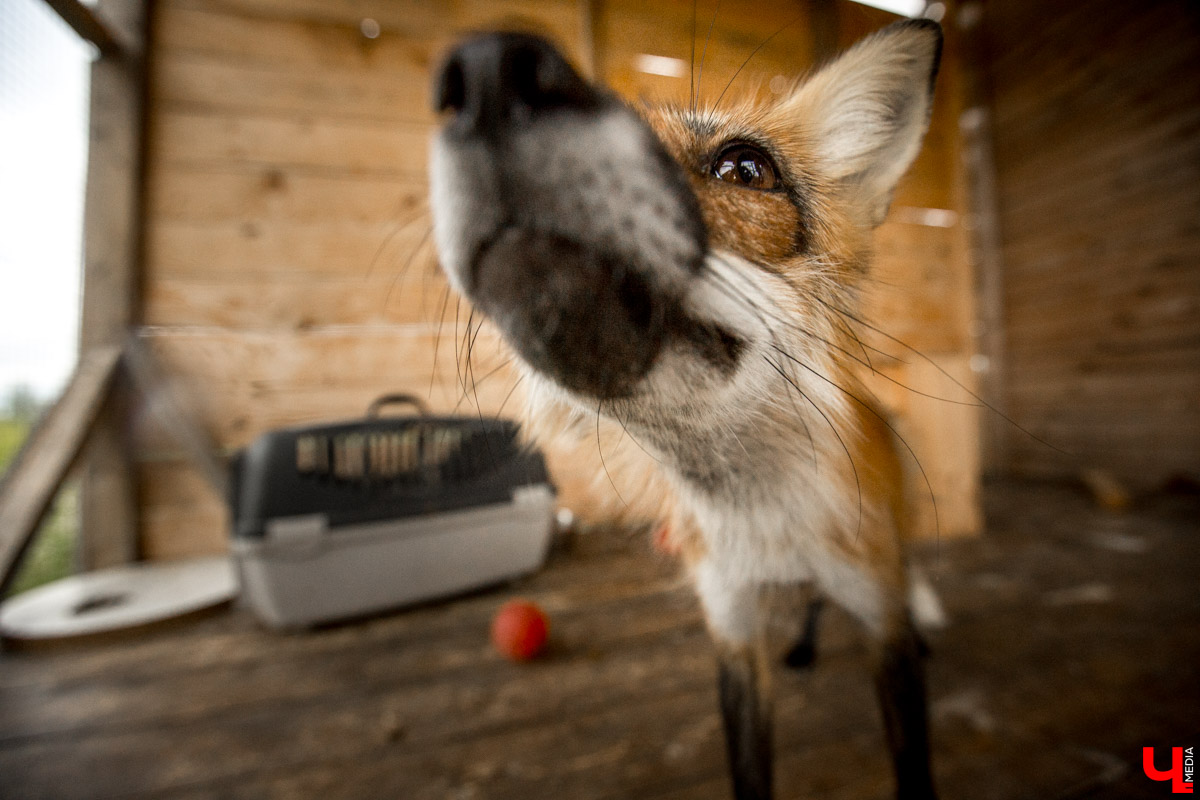 Под Владимиром в обычном доме живут 5 лис. Корреспондент “Ключ-Медиа” узнал: каково это - содержать диких зверей? Интервью с руководительницей единственного в России официального центра развития декоративного лисоводства