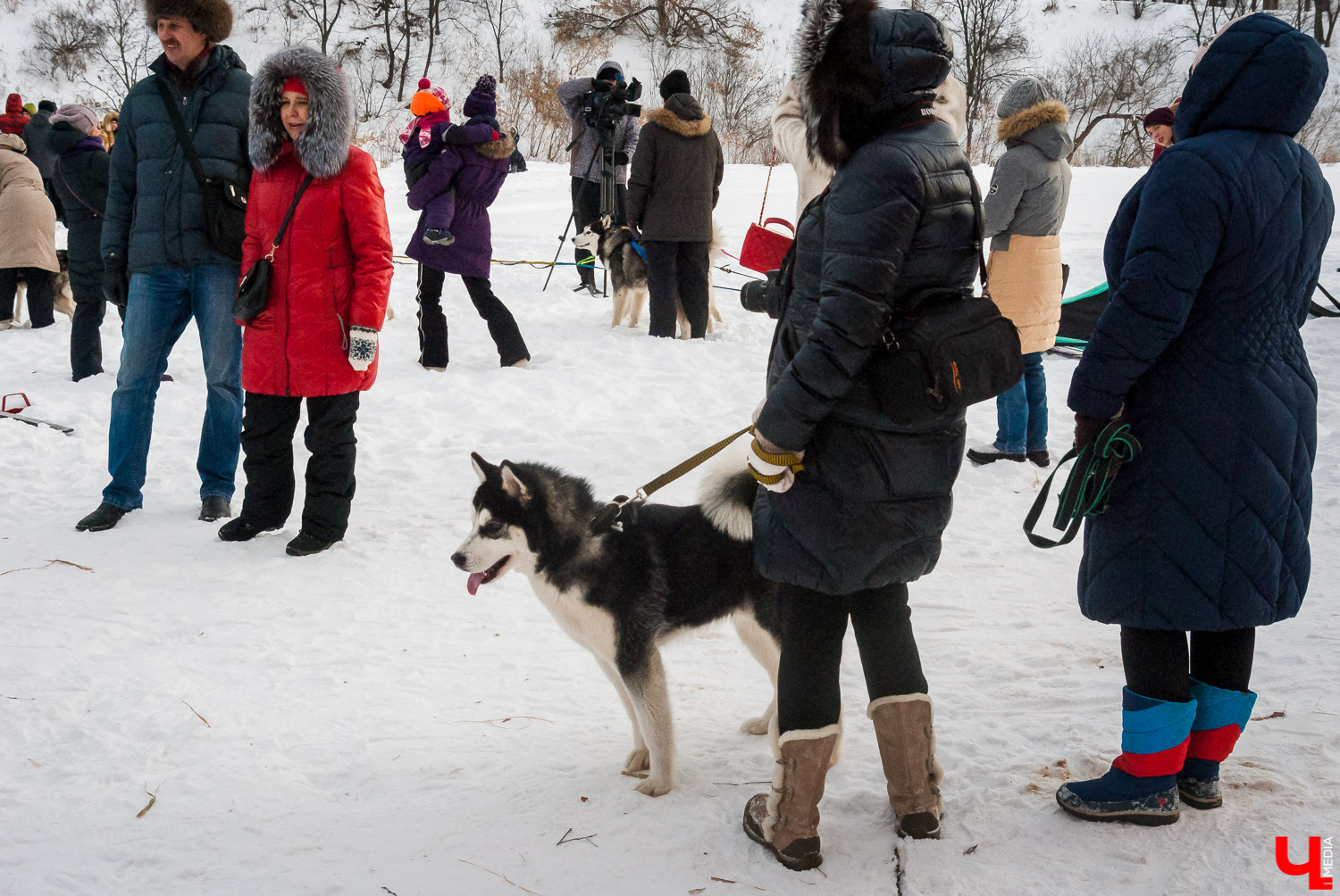 Гонки на собачьих упряжках в Суздале Гонки на собачьих упряжках в Суздале
