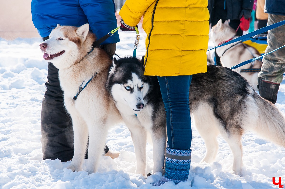 «Суздальский луг» 2018