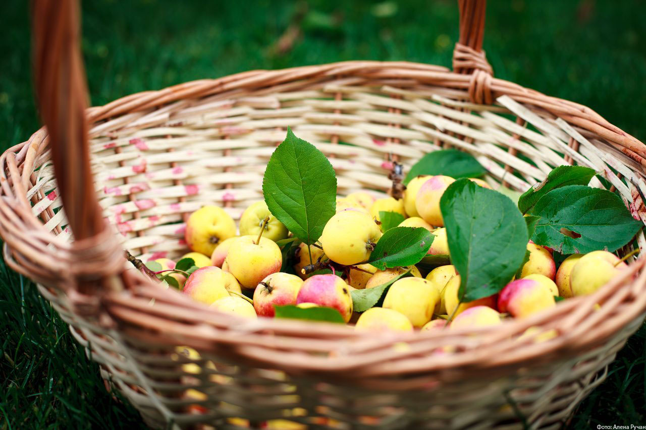 Яблоки в городе! Яблоки в городе!