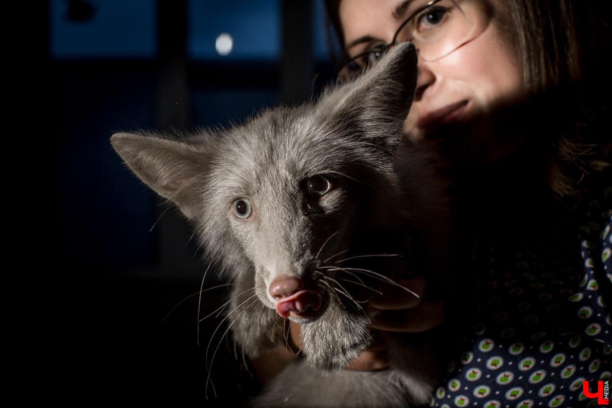 Под Владимиром в обычном доме живут 5 лис. Корреспондент “Ключ-Медиа” узнал: каково это - содержать диких зверей? Интервью с руководительницей единственного в России официального центра развития декоративного лисоводства