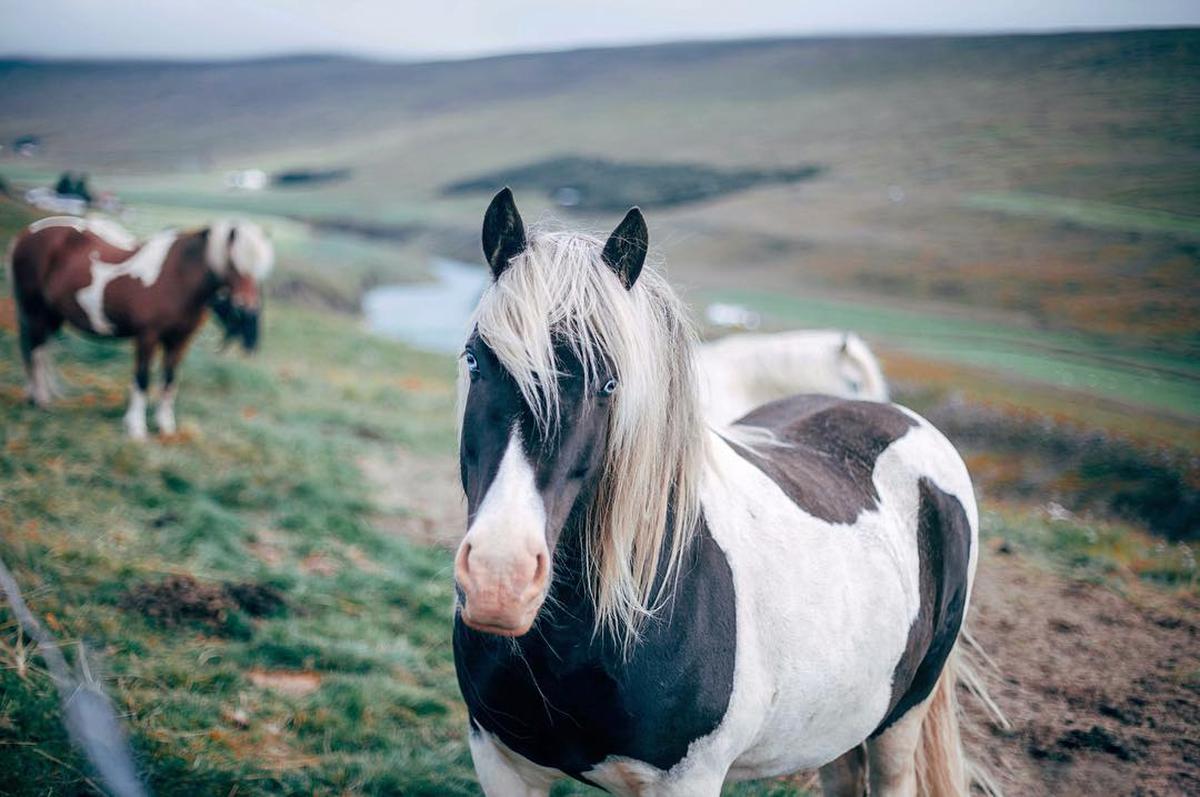 Владимирские каникулы в Исландии