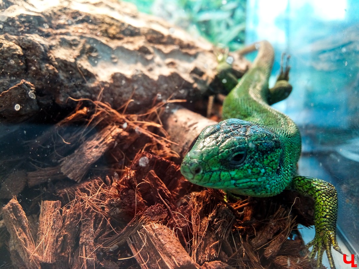 Во Владимире в Патриаршем саду появился живой уголок, где обитают разные экзотические животные. Оказывается, у многих из них необычная судьба, сложный жизненный путь и своеобразный характер