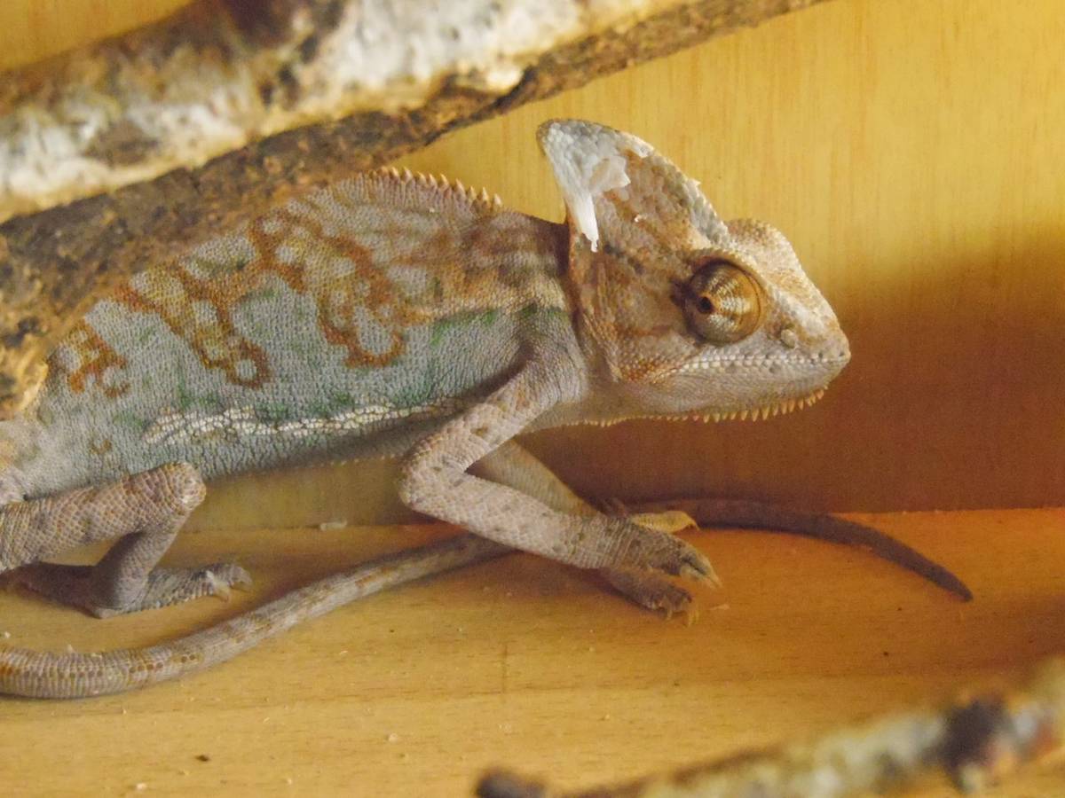 Экзотариум