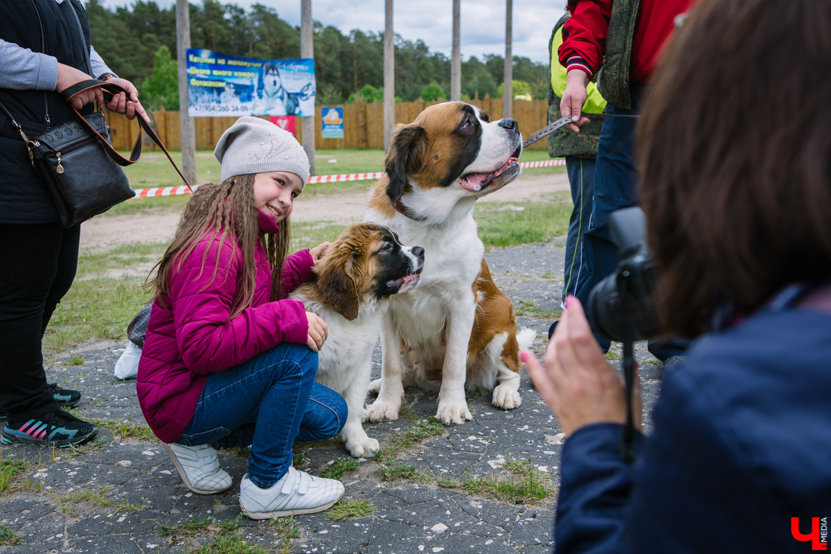 Собачьи нежности во Владимире: самые любвеобильные участники «Собаки-обнимаки»