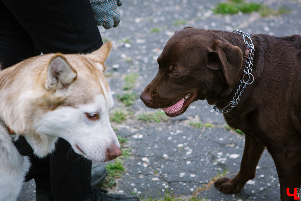 Собачьи нежности во Владимире: самые любвеобильные участники «Собаки-обнимаки»
