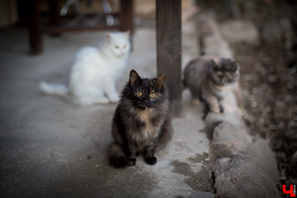 Владимирский приют для бездомных