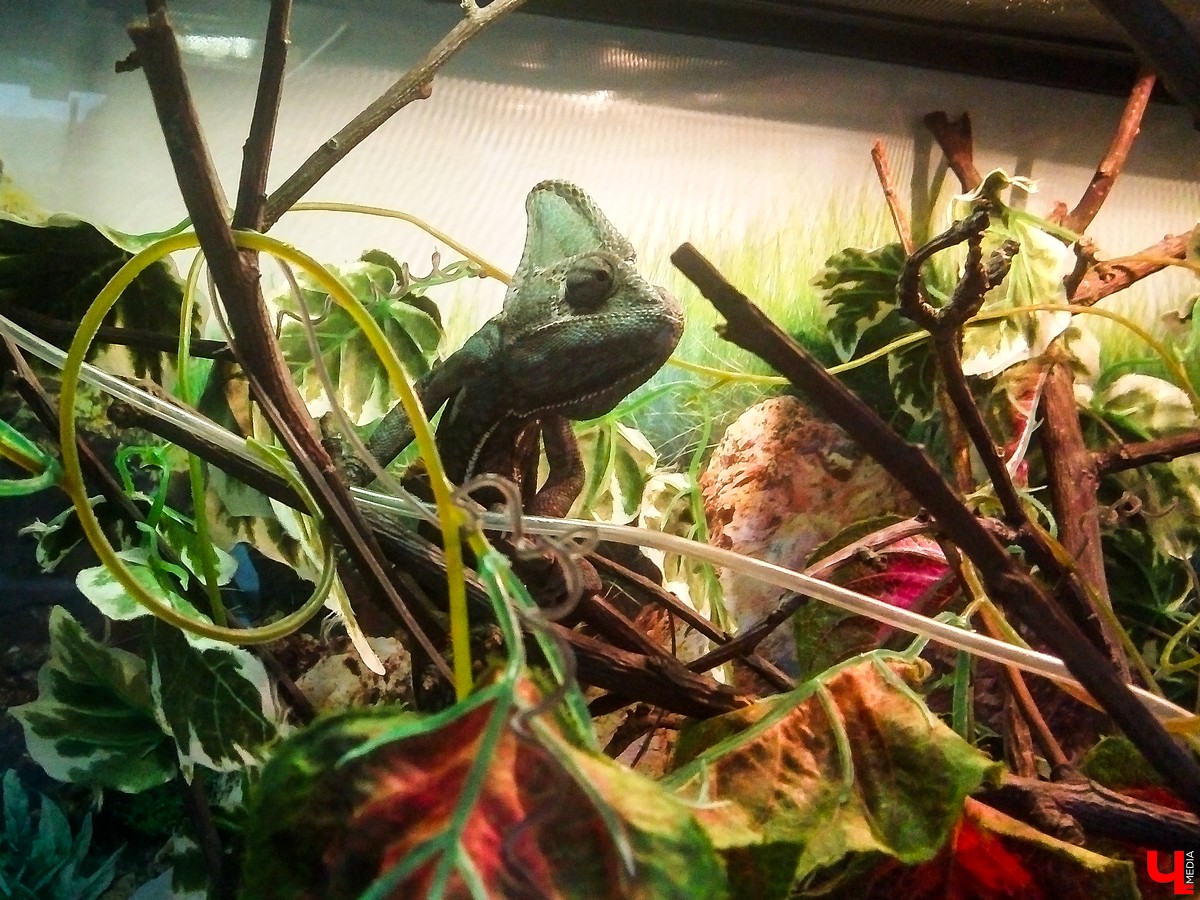 Во Владимире в Патриаршем саду появился живой уголок, где обитают разные экзотические животные. Оказывается, у многих из них необычная судьба, сложный жизненный путь и своеобразный характер