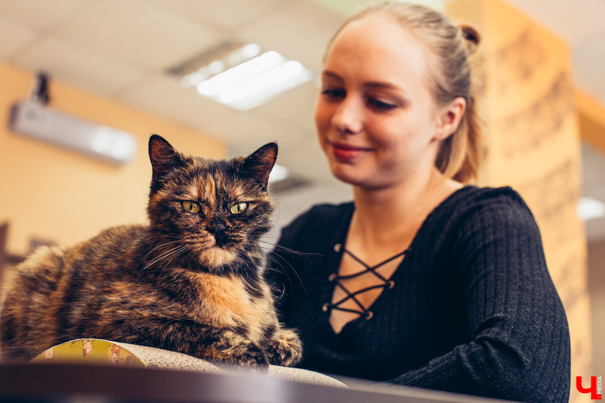 Котокафе «Котангенс» во Владимире