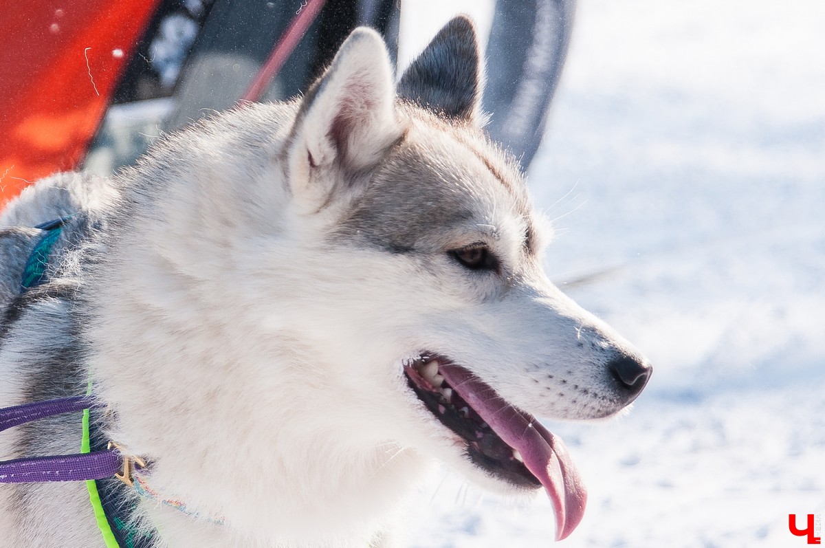 «Суздальский луг» 2018
