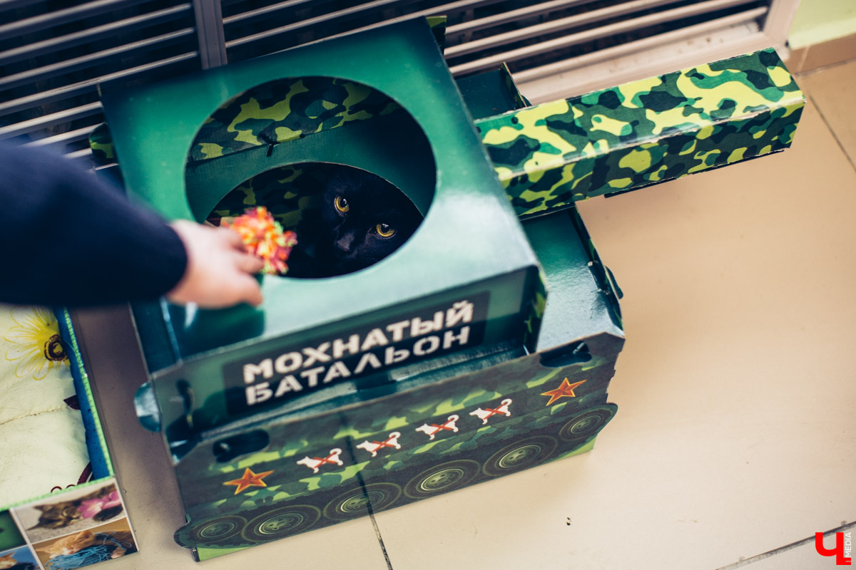 Котокафе «Котангенс» во Владимире