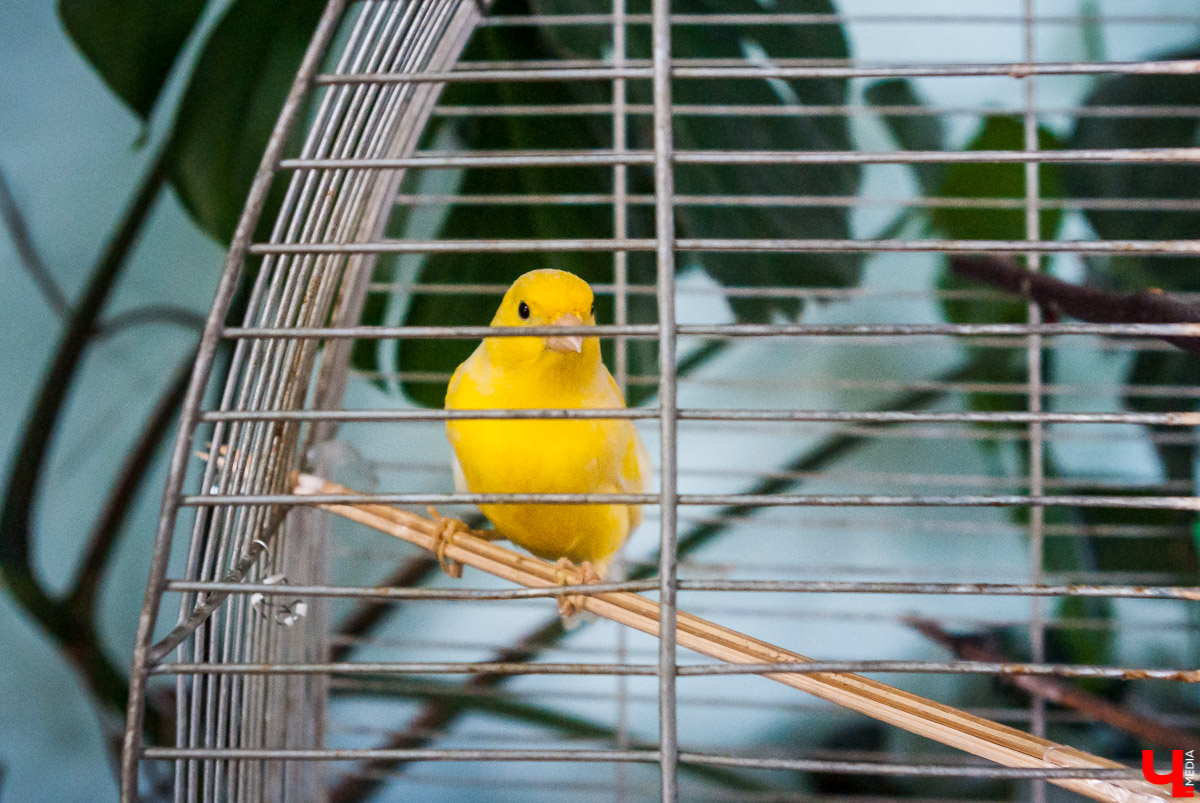 Зимний сад во Владимире