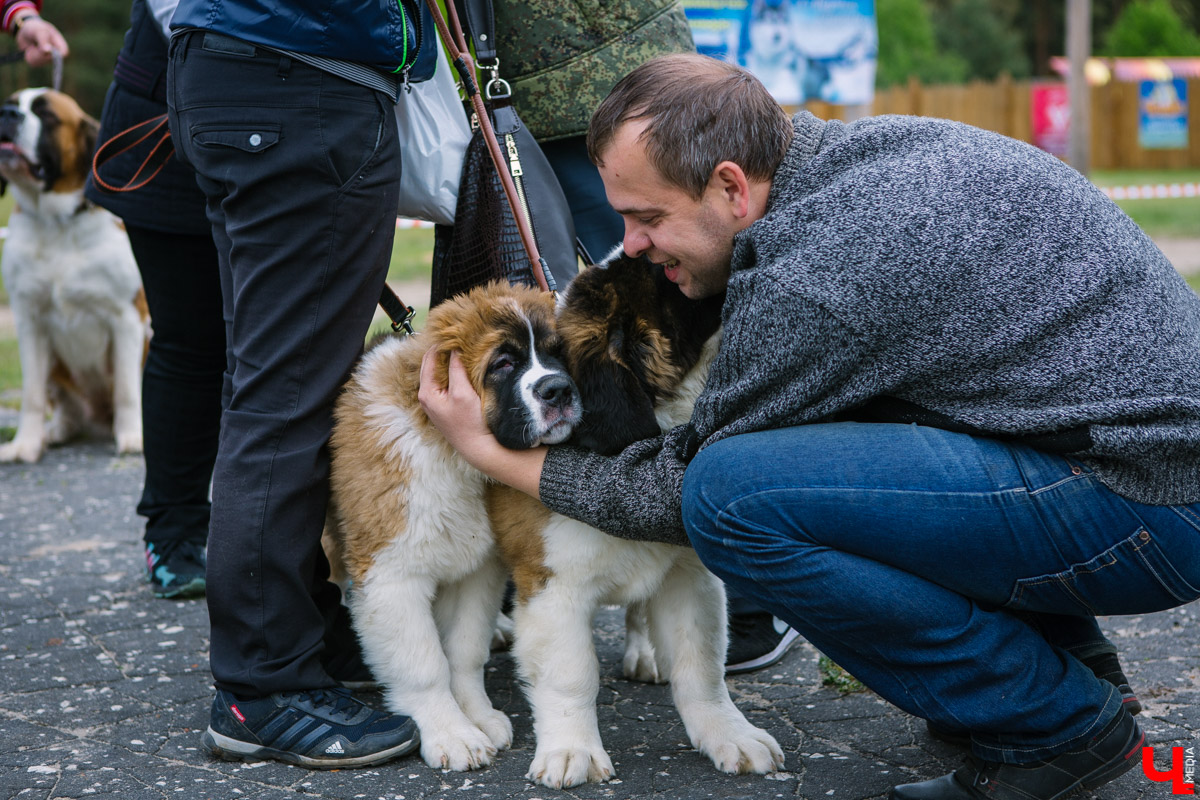 Собачьи нежности во Владимире: самые любвеобильные участники «Собаки-обнимаки»