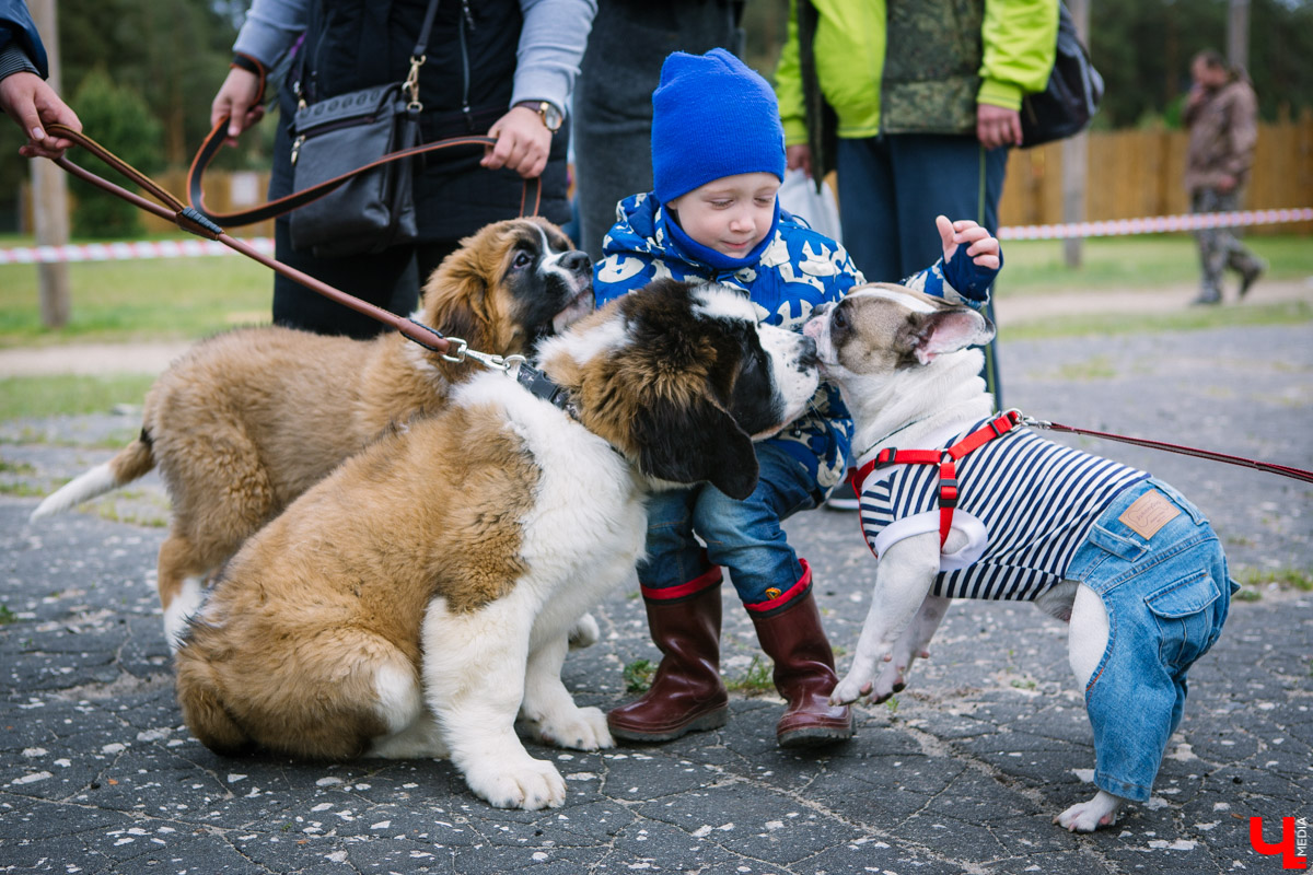 Собачьи нежности во Владимире: самые любвеобильные участники «Собаки-обнимаки»