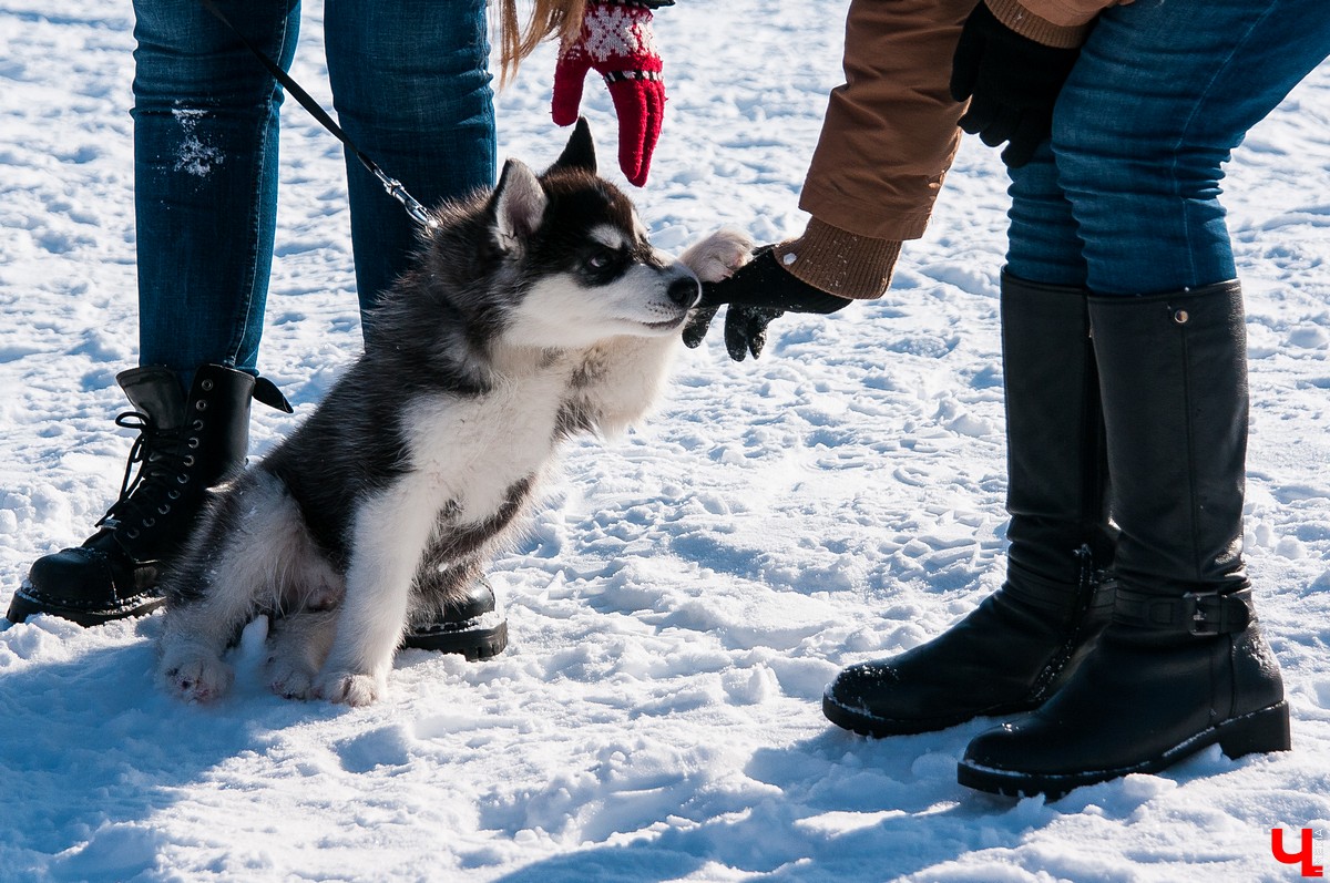 «Суздальский луг» 2018