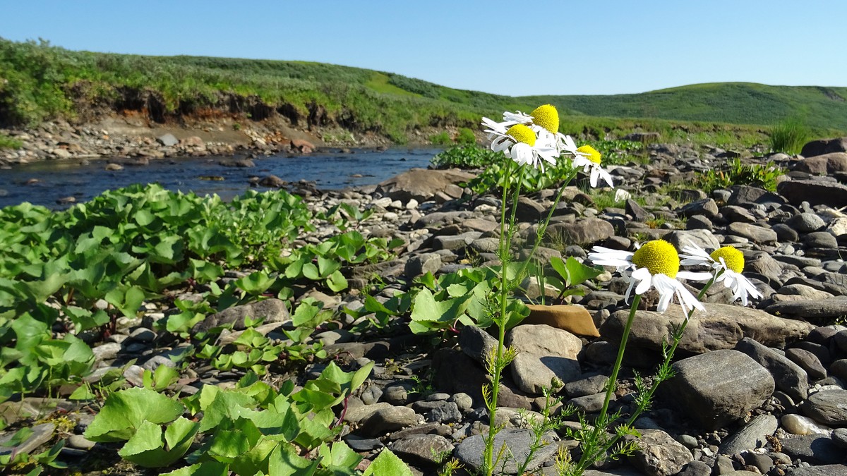 Капитан тримарана “Пола” Дмитрий Козлов, совершивший путешествие из Баренцева в Белое море, рассказал о том, страшно ли двое суток идти в шторм, стоит ли бояться медведей и какая рыба клюет в северном океане