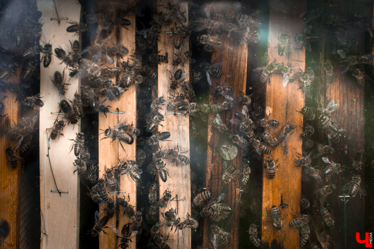 Журналист “Ключ-Медиа” на себе проверил, что такое аэроапитерапия и узнал, зачем люди ложатся спать на ульи с пчелами. Какую пользу приносит такой отдых рассказал пасечник из Владимирской области Николай Фадеев