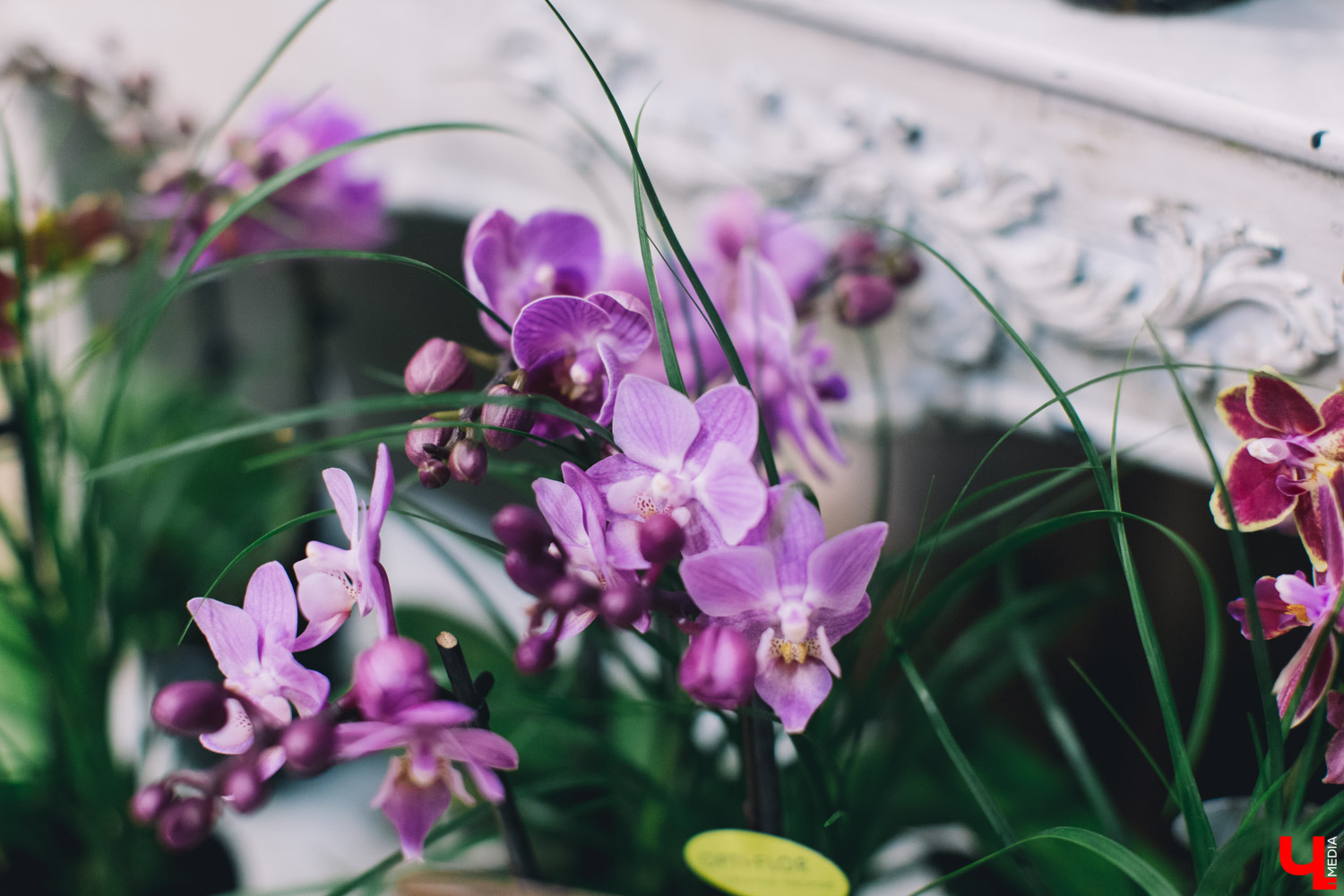 Флора Центр