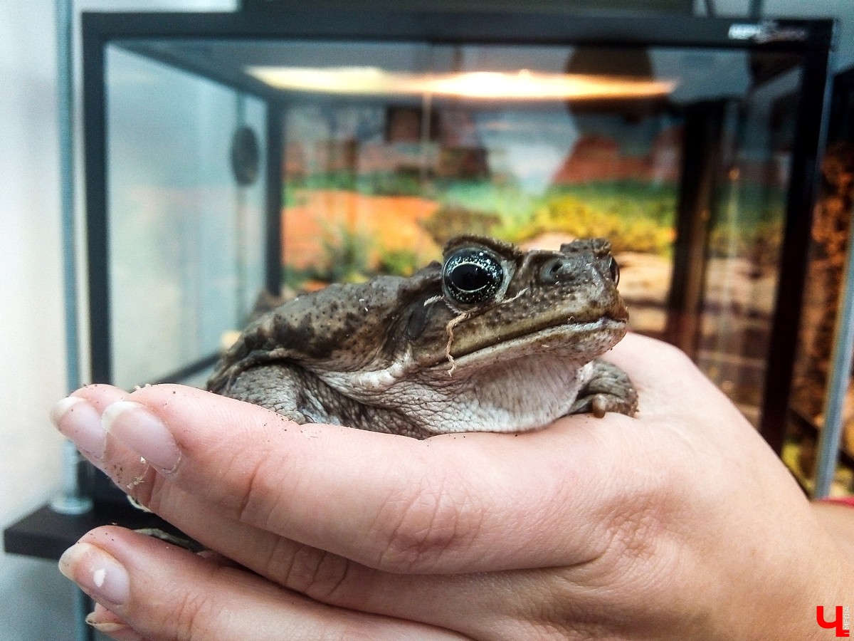 Во Владимире в Патриаршем саду появился живой уголок, где обитают разные экзотические животные. Оказывается, у многих из них необычная судьба, сложный жизненный путь и своеобразный характер