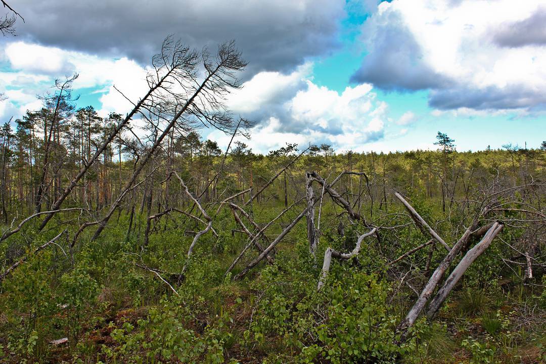 Странная поляна