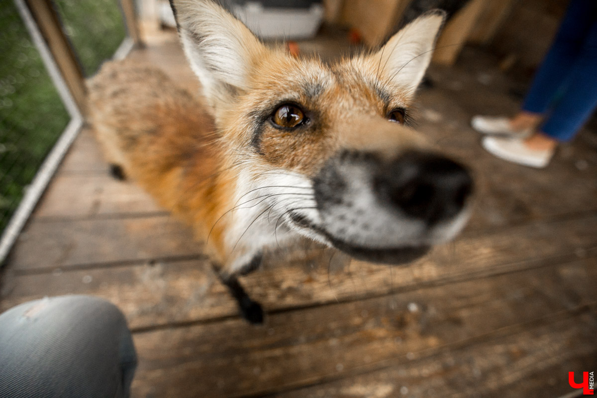 Под Владимиром в обычном доме живут 5 лис. Корреспондент “Ключ-Медиа” узнал: каково это - содержать диких зверей? Интервью с руководительницей единственного в России официального центра развития декоративного лисоводства