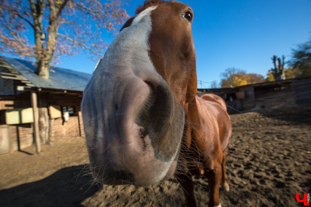 Интервью с Владимиром Фомичевым, главой клуба исторической реконструкции “Рыцарское копье”