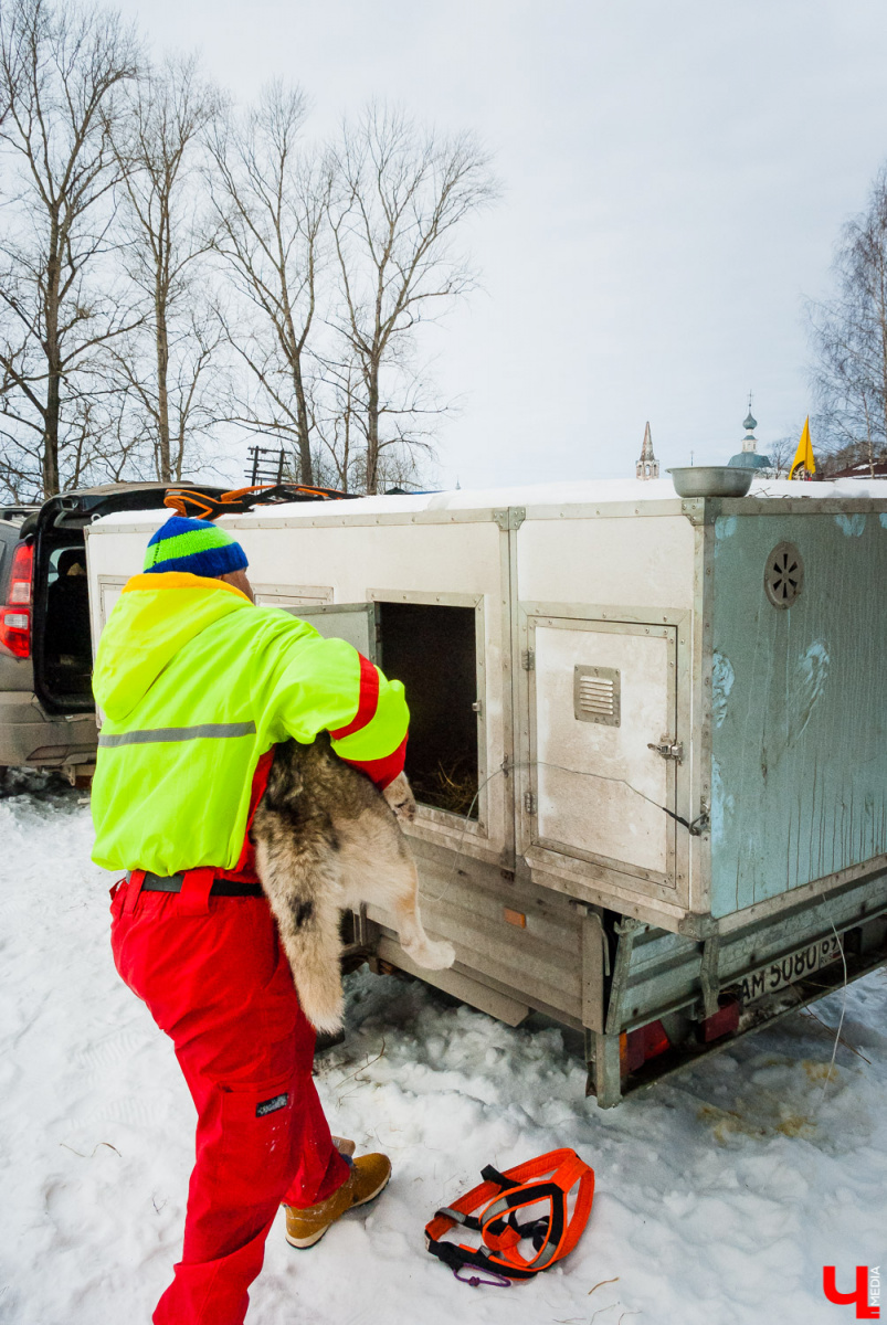 Гонки на собачьих упряжках в Суздале