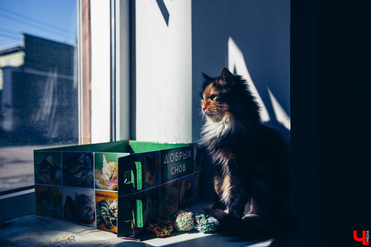 Котокафе «Котангенс» во Владимире