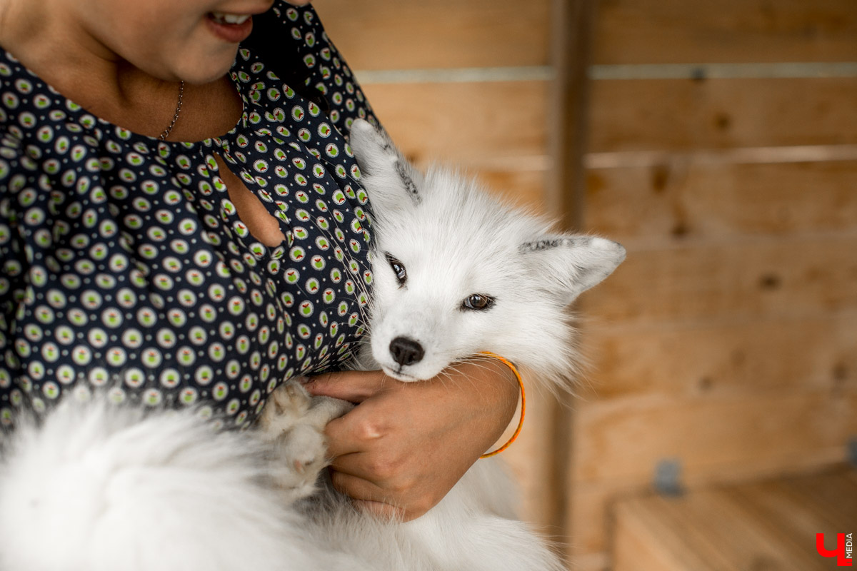 Под Владимиром в обычном доме живут 5 лис. Корреспондент “Ключ-Медиа” узнал: каково это - содержать диких зверей? Интервью с руководительницей единственного в России официального центра развития декоративного лисоводства