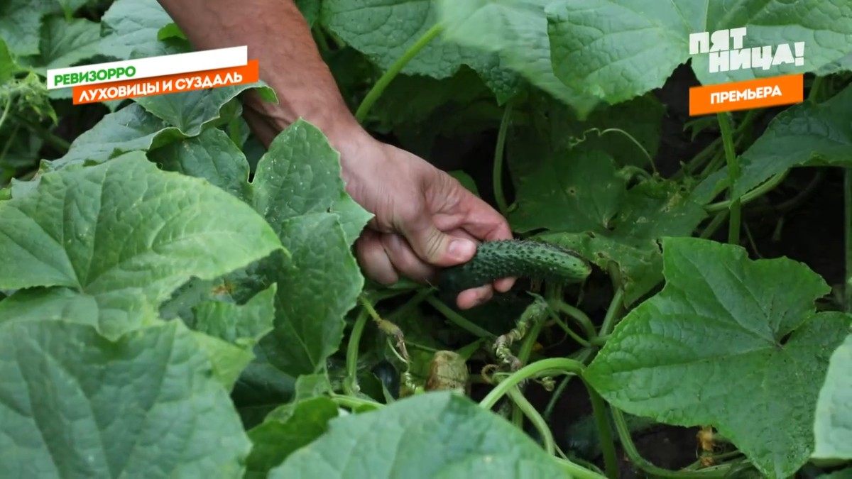Ведущие программы “Ревизорро” Настасья Самбурская и Ида Галич выяснили, где лучшие в России огурцы - в Суздале или в Луховицах