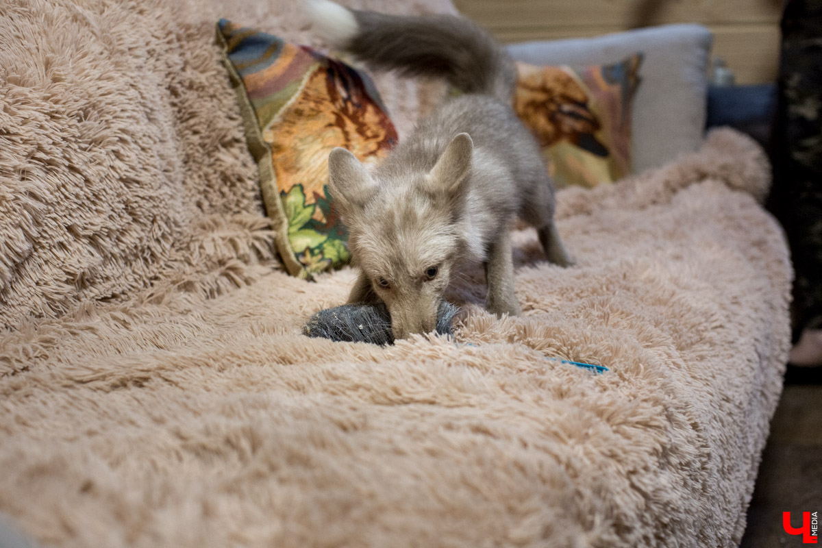 Под Владимиром в обычном доме живут 5 лис. Корреспондент “Ключ-Медиа” узнал: каково это - содержать диких зверей? Интервью с руководительницей единственного в России официального центра развития декоративного лисоводства